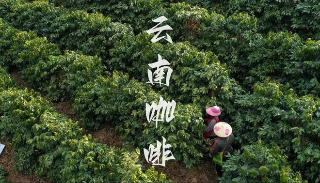 彩云之南的馥郁传奇开元棋牌云南咖啡：